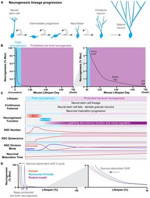 What Is the Relationship Between Hippocampal Neurogenesis Across Different Stages of the Lifespan?